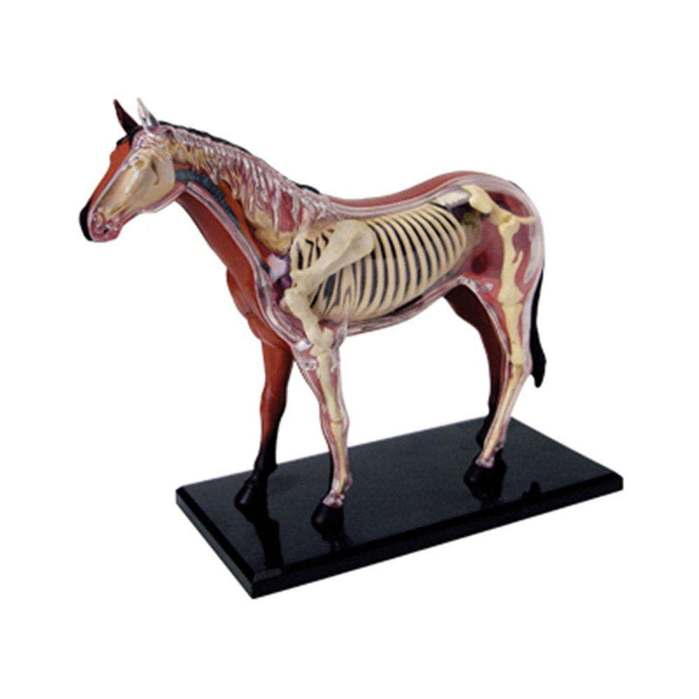نموذج تشريح الجهاز الحيواني 4D - مراجعة Science Toys Diy وسعره